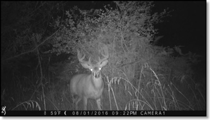 4-point-buck 8-9-16