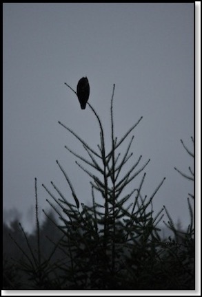 an-owl-11-24-12