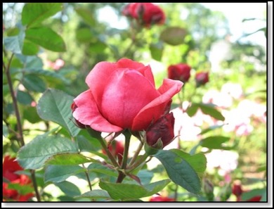 Annapolis-Royal-rose-9-18-12
