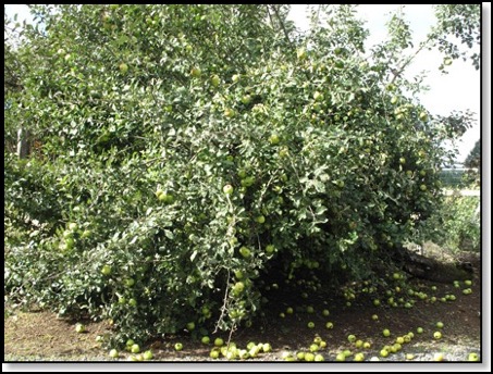 appletree-10-3-13