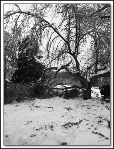 brokencherry-tree-2-15-14