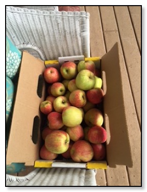 colorful-apples