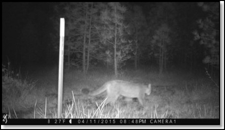 cougar-4-20-15