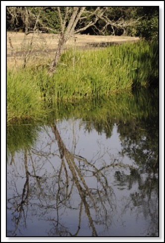creekreflection-7-16-15