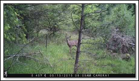deer-pose-5-19-15