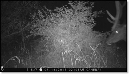 elk-horns 8-5-16