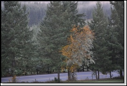 fall color-11-5-12