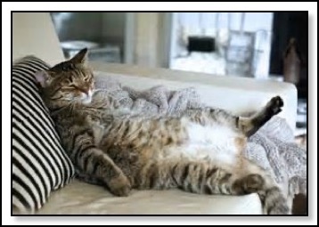 fatcat-12-4-14
