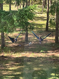 Hammocks small
