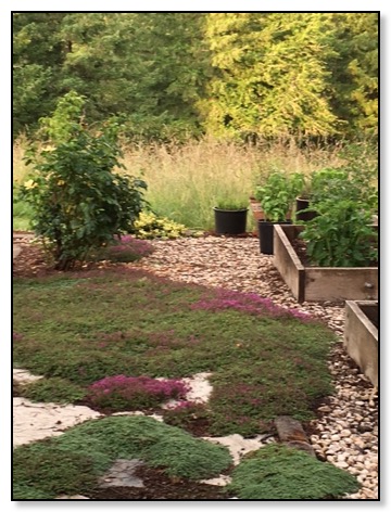 herbs-and-roses-6-22-16