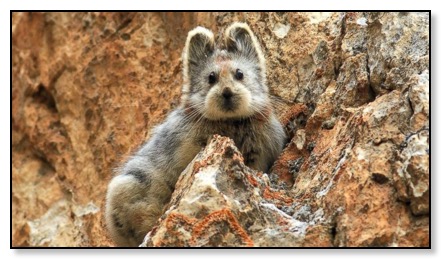 ht_ili_pika_cute_chinese_mammal_jc_150325_16x9_992