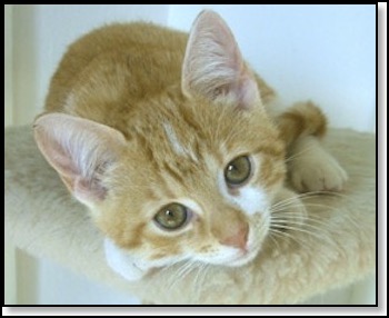 kitten-1-11-13