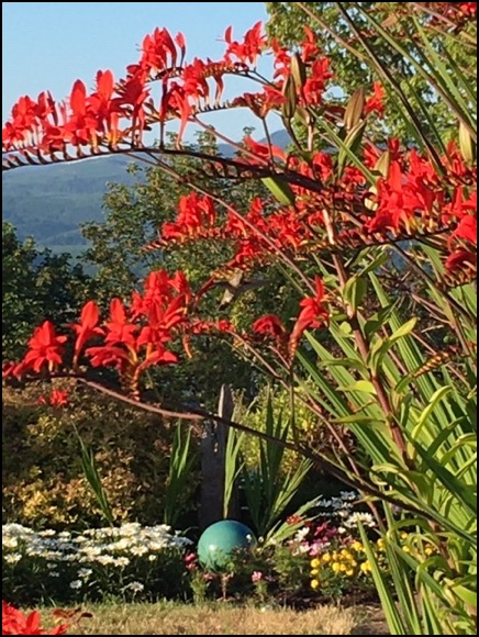 medium-hummingbirds-fireplan-7-14-20