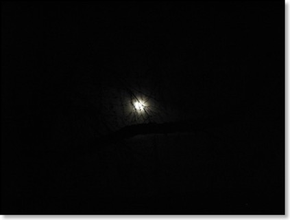 Moon-through-the-tree-9-4-12
