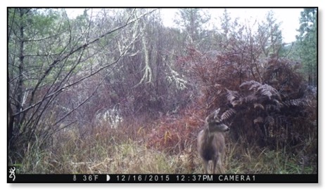 my-deer-profile-12-20-15
