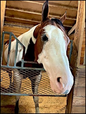 Parker paint horse