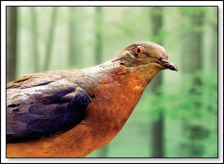 passenger-pigeon-2-27-14