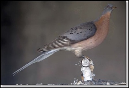 passengerpigeon3-21-13