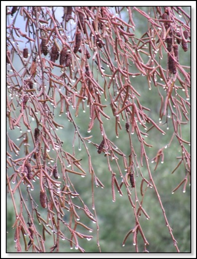 rain-drops-12-22-15