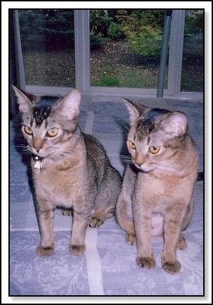 rehoming-cats-6-16-14