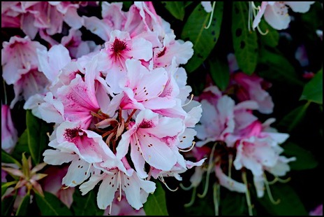 Rhodie color