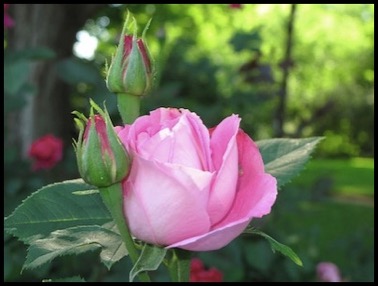 rose-fifth-7-3-12