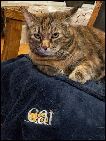 spicecat