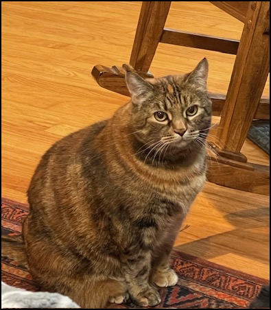Spicekitty