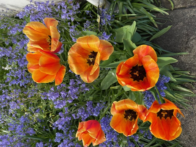 spring tulips