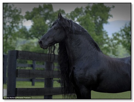 stunning_stallion_frederika-5-27-16