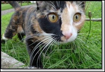 tortie_cat-11-4-12