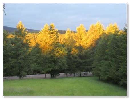 trees-in-sidelight-5-19-16