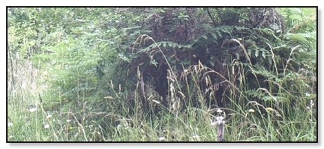 turkey-head 8-2-16