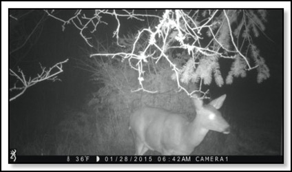 what-deer-think--30-15